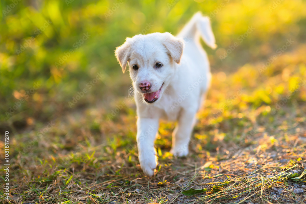 small white dog is running on a grassy field small white dog is running on a grassy field