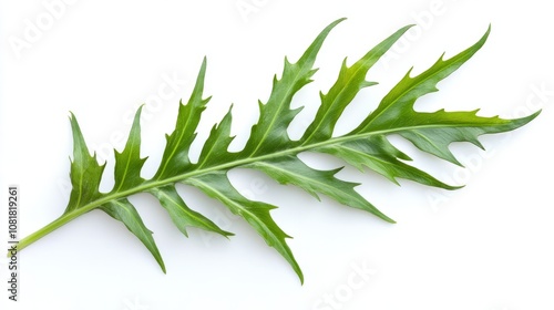 Wallpaper Mural green leaves isolated on white Torontodigital.ca