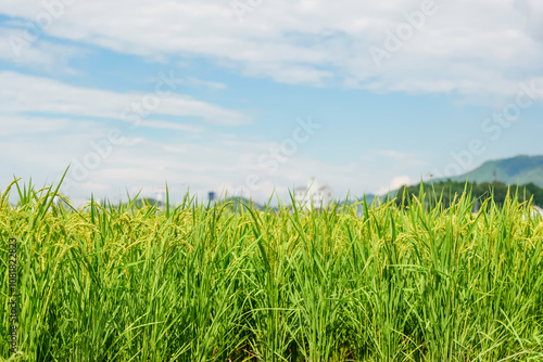 Ears of rice in growth, rice paddies in summer