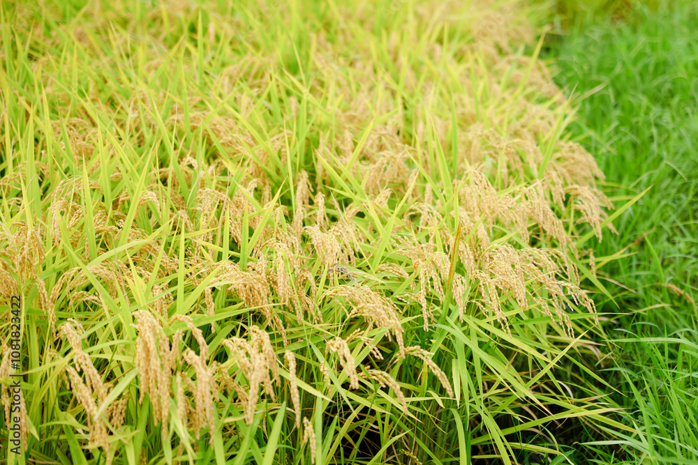 Ears of rice before harvest, close-up, rice fields in autumn Ears of rice before harvest, close-up, rice fields in autumn