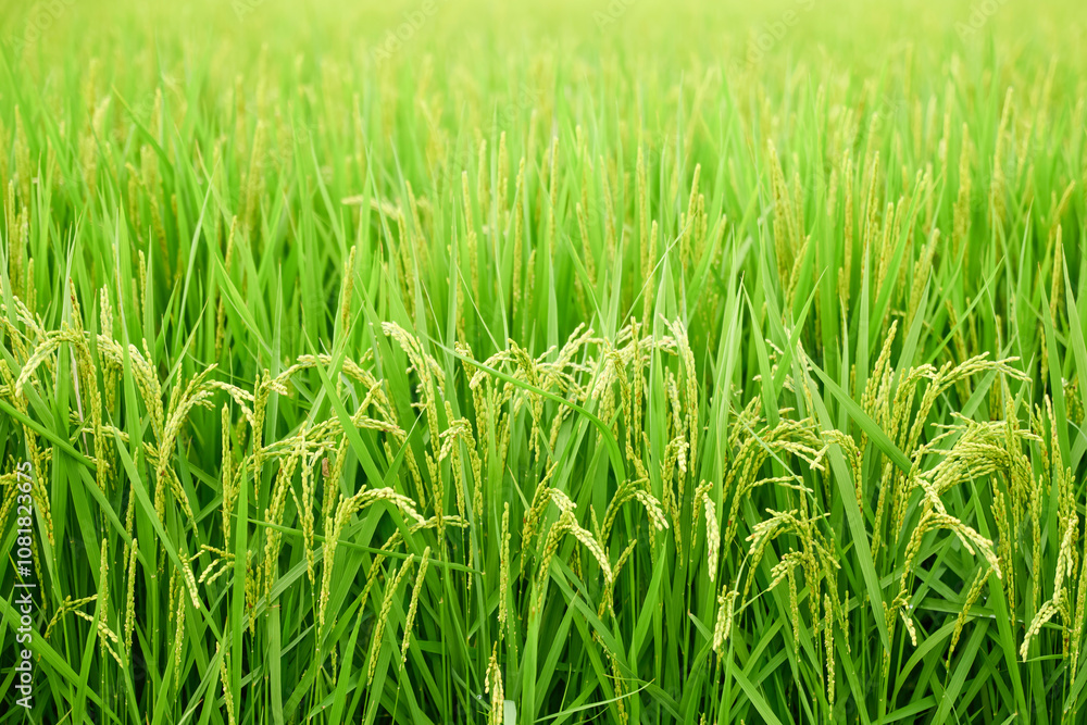 Ears of rice in growth, rice paddies in summer Ears of rice in growth, rice paddies in summer