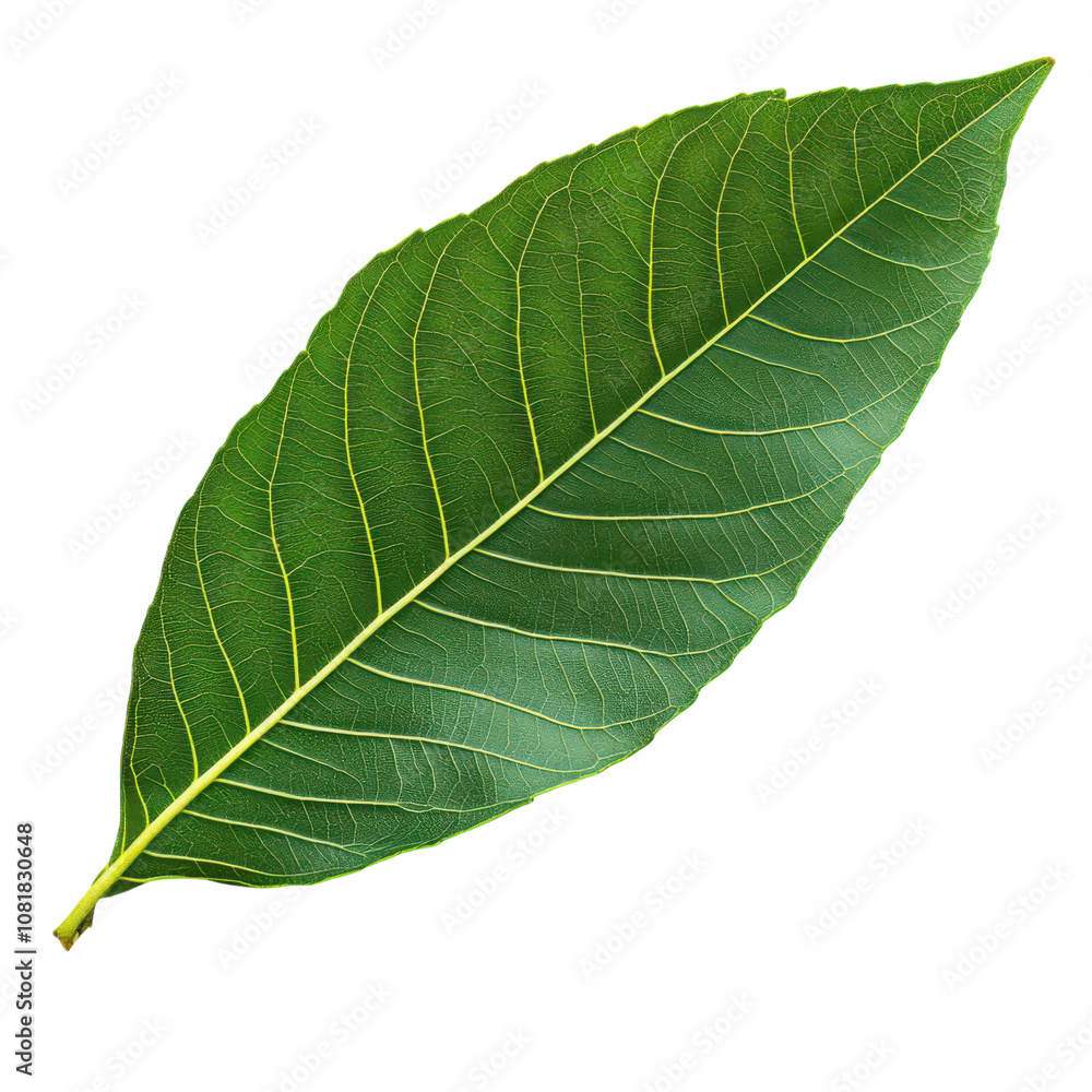 Close-up of Fresh Green Mango Leaf Captivating Nature's Beauty for Botanical Illustrations and Educational Material, on the transparent background Close-up of Fresh Green Mango Leaf Captivating Nature's Beauty for Botanical Illustrations and Educational Material, on the transparent background
