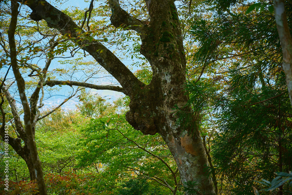 Obraz premium 木にできた大きなコブ