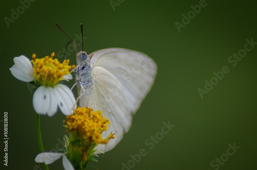 Butterflies are winged animals that have a charming appearance with various colors on their wings.