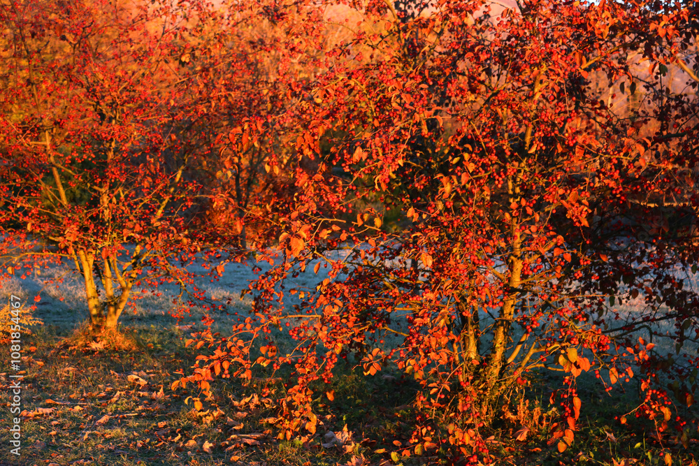 Ornamental small red apples on branches in the winter garden at dawn Ornamental small red apples on branches in the winter garden at dawn