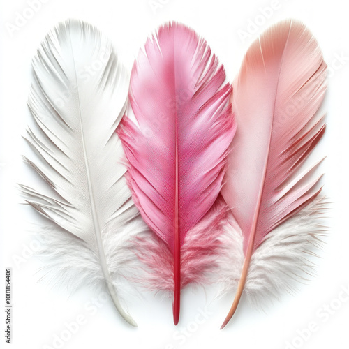 Pink Feather Isolated