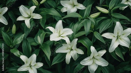 Fresh green leaves and white lilies, creating a serene and pure flower background