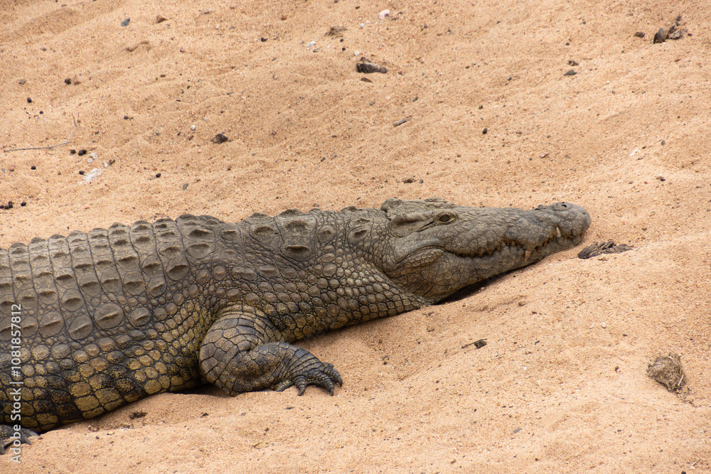 crocodile dans le Parc National Kruger, Afrique du Sud crocodile dans le Parc National Kruger, Afrique du Sud
