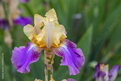 Iris flower 