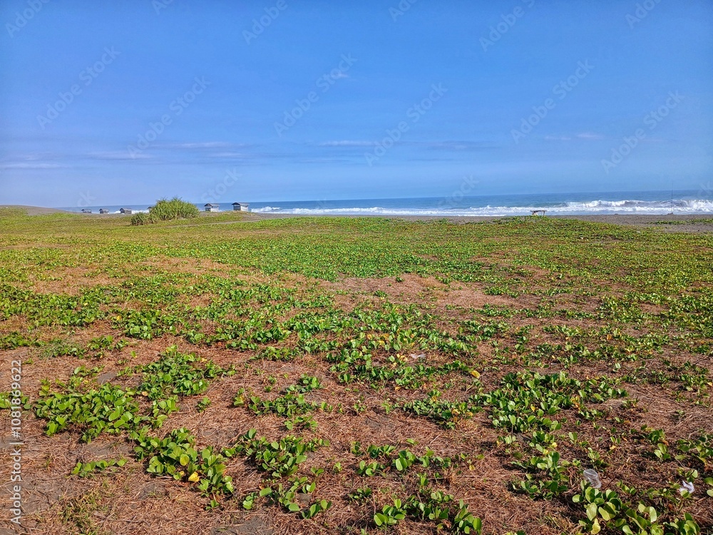 a stretch of Ipomoea pes-caprae that lives on the coast a stretch of Ipomoea pes-caprae that lives on the coast