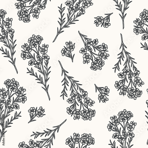 Hand drawn seamless pattern. Australian native plant