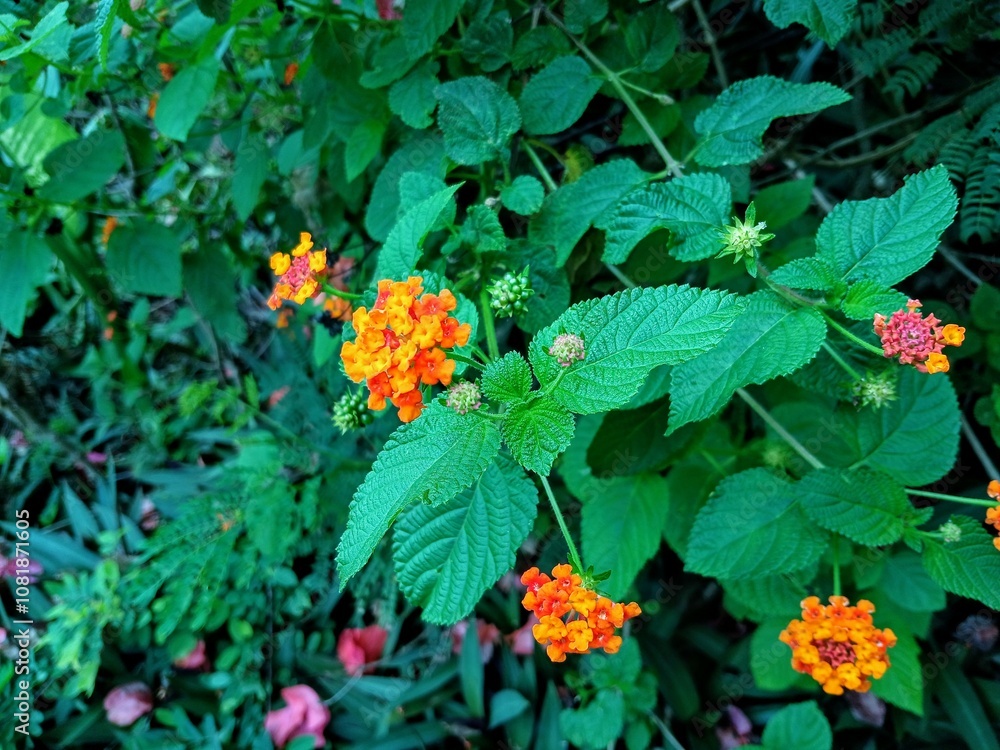 red and yellow flower latana camara red and yellow flower latana camara