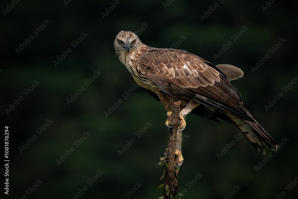 Changeable Hawk-Eagle or Nisaetus cirrhatus Changeable Hawk-Eagle or Nisaetus cirrhatus