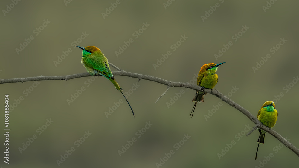 Obraz premium Asian green bee-eater