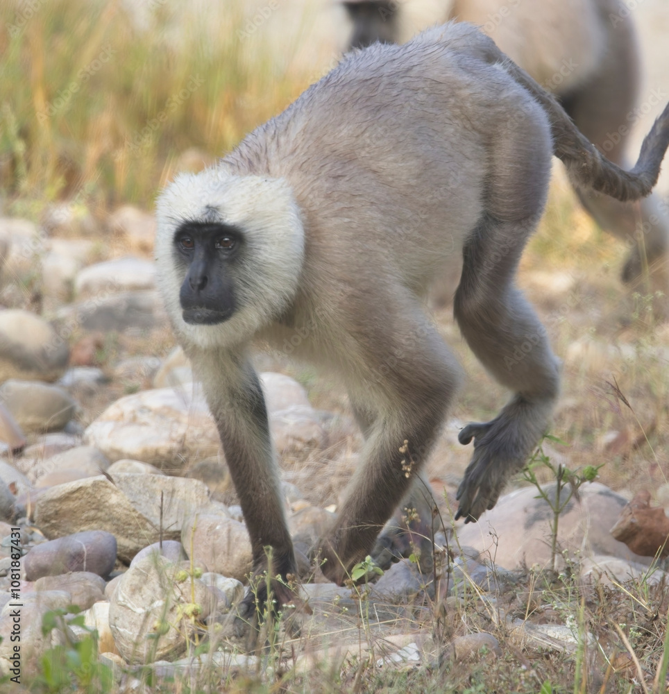 Fototapeta premium Northern Plains Grey Langur, also known as the Bengal Sacred Langur and Hanuman Langur (Semnopithecus entellus) on the ground in the Jim Corbett National Park, Uttarakhand, India.