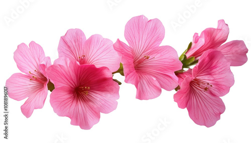 pink flowers isolated on transparent background cutout