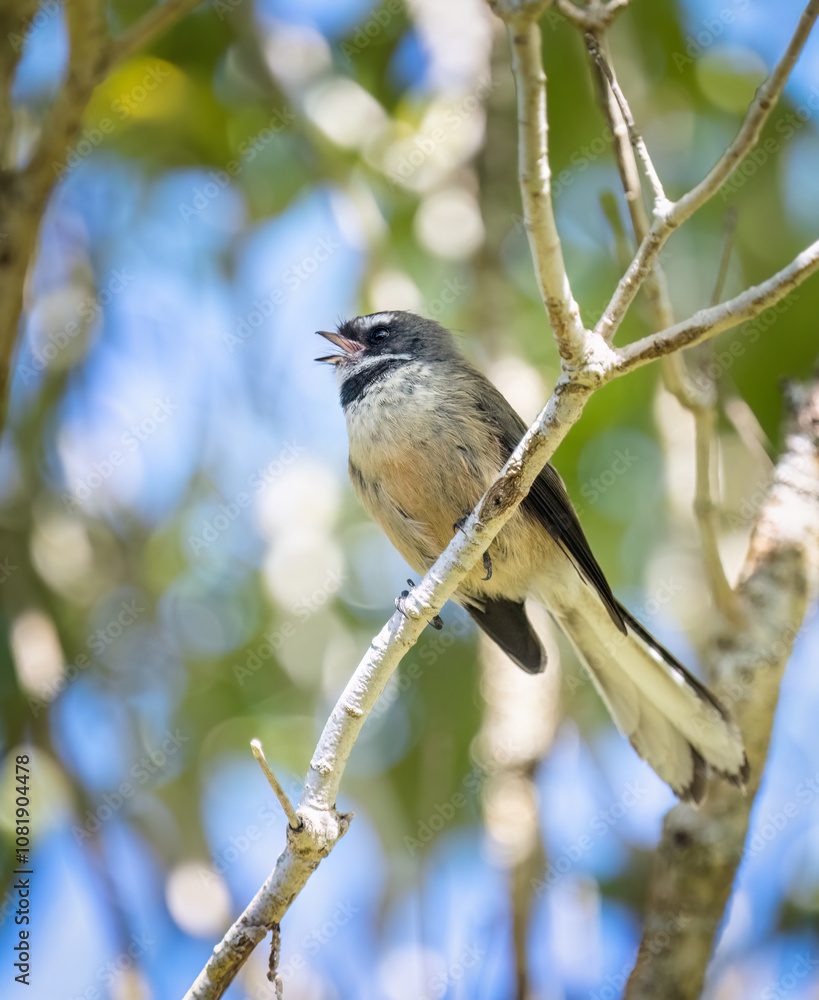 Fantail bird singing in the forest, perched on tree branches. Fantail bird singing in the forest, perched on tree branches.