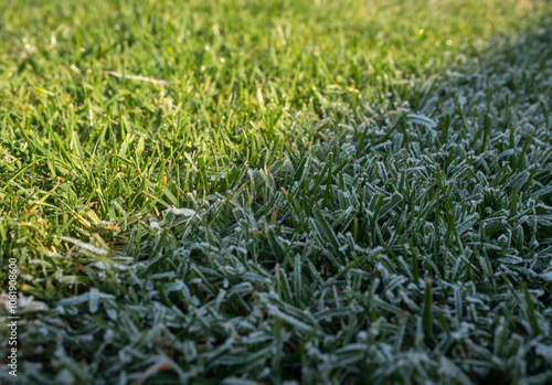 Autumn lawn during morning frosts. The part of the lawn in the shade is frozen and the part illuminated by the sun without frost. photo