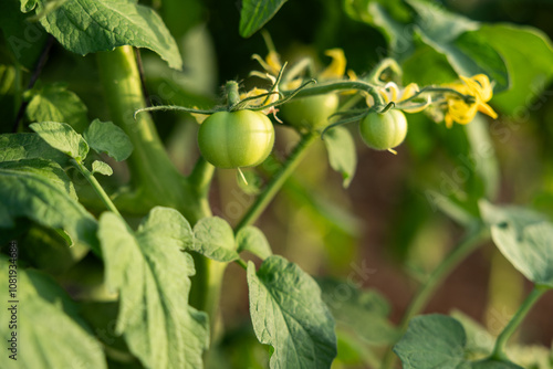 Wallpaper Mural Unripe green tomatoes growing on plants in a vegetable garden. Organic farming and agriculture concept Torontodigital.ca