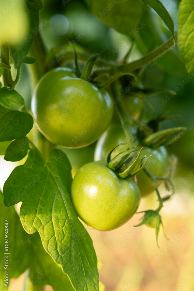 Unripe green tomatoes growing on plants in a vegetable garden. Organic farming and agriculture concept Unripe green tomatoes growing on plants in a vegetable garden. Organic farming and agriculture concept