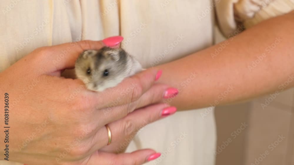 People look after and play with the hamster. People look after and play with the hamster.