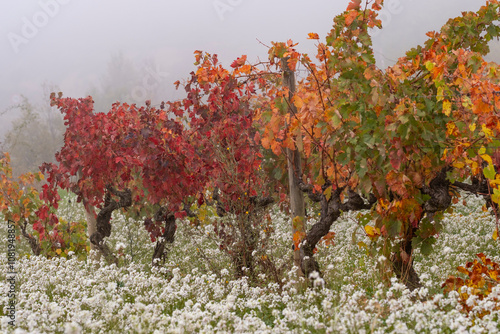 Brightly colored grapevines contrast beautifully with the surrounding fog, creating a stunning visual in the countryside. Perfect for nature and color themes in La Rioja Spain