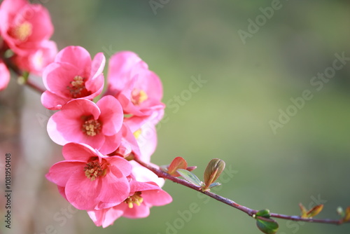 Carta da parati Cognassier à fleurs