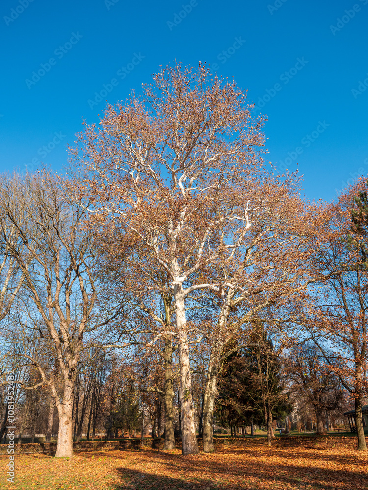 Sycamores are large deciduous trees. One of the most famous species of sycamores is the maple-leaved sycamore (Platanus×acerifolia), which is often planted as an ornamental tree in city parks. Sycamores are large deciduous trees. One of the most famous species of sycamores is the maple-leaved sycamore (Platanus×acerifolia), which is often planted as an ornamental tree in city parks.