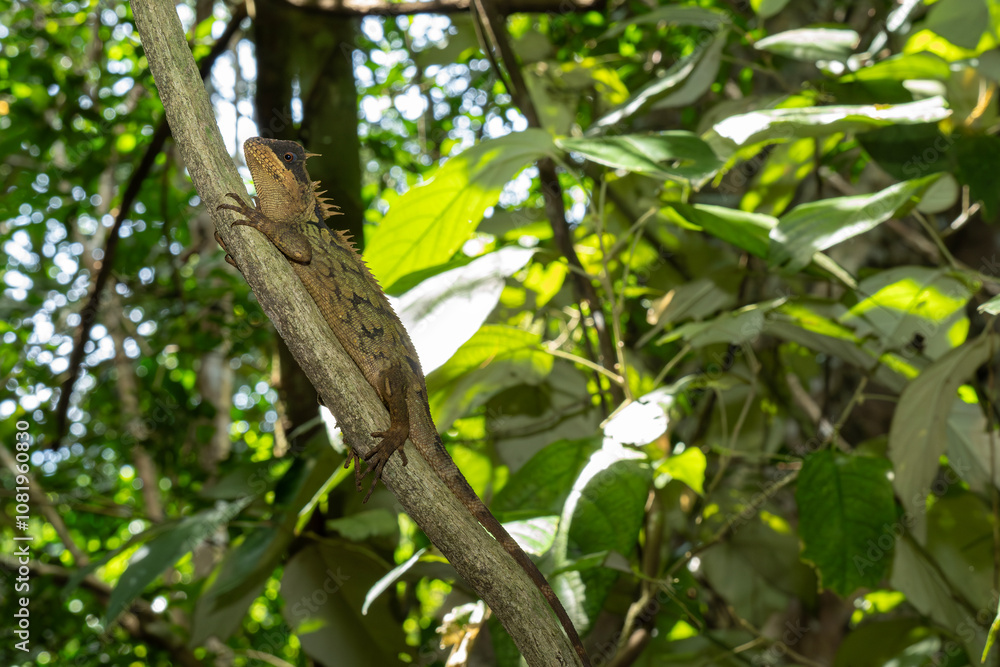 A. cardamomensis is a species of Agamid lizard found in eastern Thailand, western Cambodia, Vietnam. Its name derives from the Cardamom Mountains in eastern Thailand. It was first identified in 2010. A. cardamomensis is a species of Agamid lizard found in eastern Thailand, western Cambodia, Vietnam. Its name derives from the Cardamom Mountains in eastern Thailand. It was first identified in 2010.