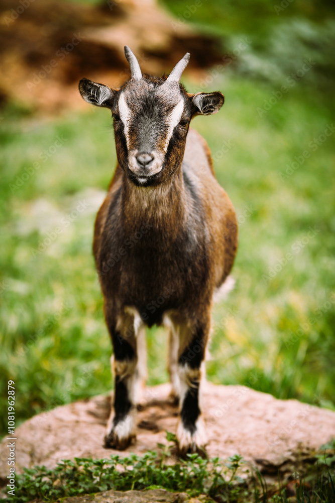 Sweet little goat looking to the camera, animal farm Sweet little goat looking to the camera, animal farm