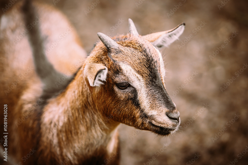 Portrait of a brown goat, brown background, farming animal Portrait of a brown goat, brown background, farming animal