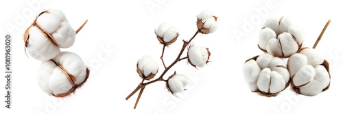 Set of cotton white flowers isolated on a transparent background