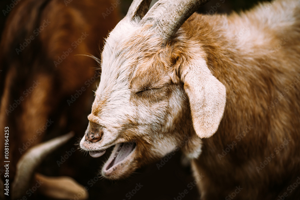 Fototapeta premium Funny Goat bleating, closeup Head and snout, capra hircus