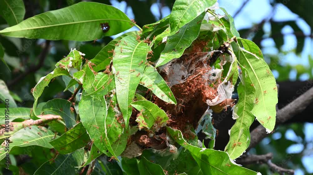 Ant action standing. Ant bridge unity team, Red ants (Fire ant) build their nests by joining forces to pull leaves together Ant action standing. Ant bridge unity team, Red ants (Fire ant) build their nests by joining forces to pull leaves together