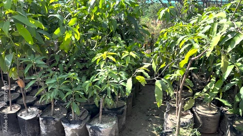 MangoMango seedlings are neatly arranged in polybags in the nursery photo