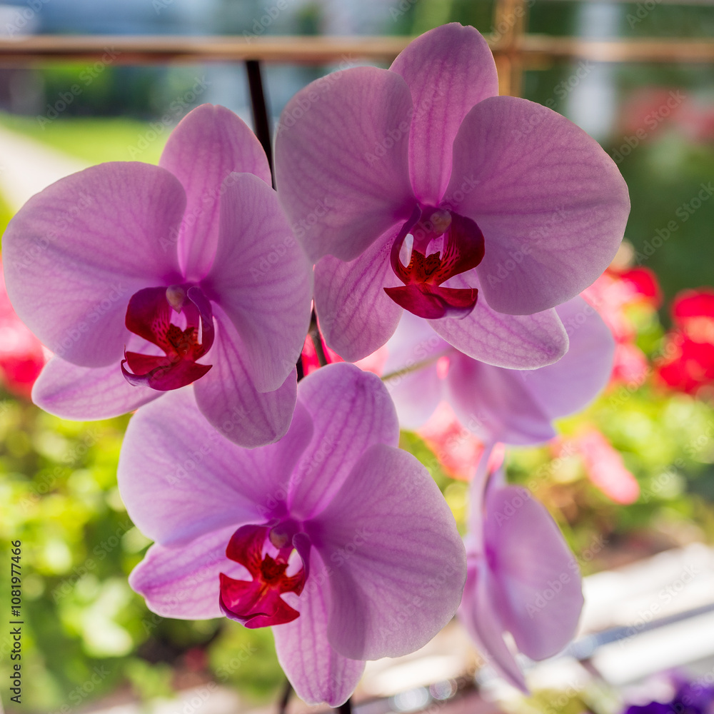 The phalaenopsis multiflora orchid is one of the most popular orchids. It is characterized by green leaves and beautiful pink flowers. The name phalaenopsis means moth. The phalaenopsis multiflora orchid is one of the most popular orchids. It is characterized by green leaves and beautiful pink flowers. The name phalaenopsis means moth.