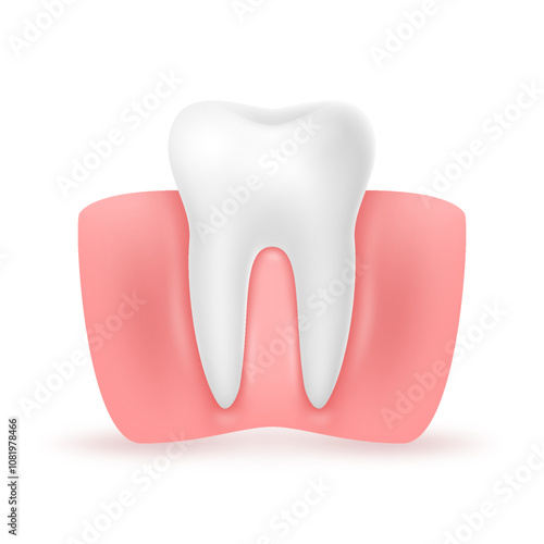 3d Clean Healthy tooth with gum on a white background. Dental medicine concept of stomatology.