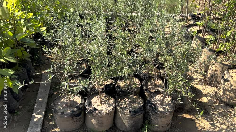 Small Olive plants growing in grow bags in nursery Small Olive plants growing in grow bags in nursery