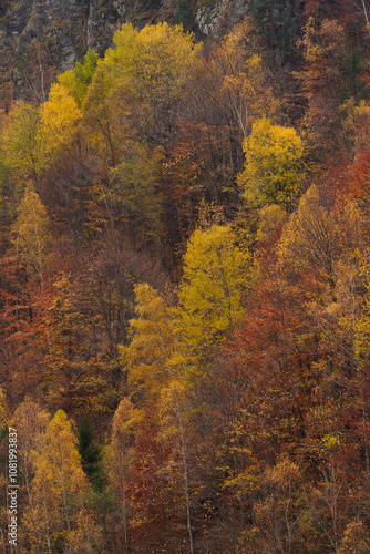 Mountain cliff with trees