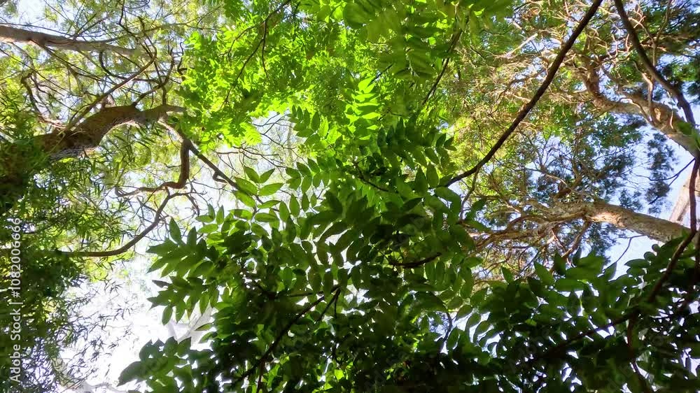 Canopy Views at Melbourne Zoo Canopy Views at Melbourne Zoo