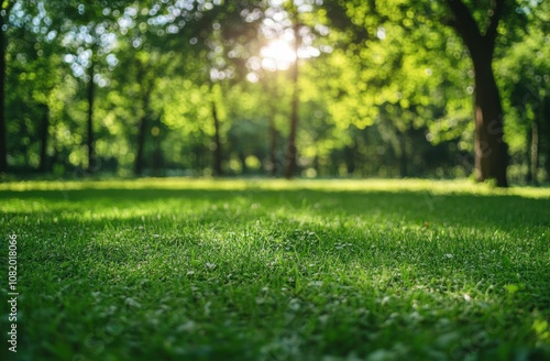 Peaceful Sunlit Park with Green Grass and Trees, Capturing the Essence of Nature's Tranquility and Beauty in a Scenic Outdoor Landscape