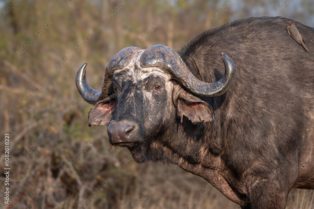Large buffalo bull staring at the photographer wary of his presence Large buffalo bull staring at the photographer wary of his presence