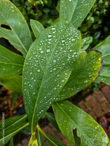 Closeup shot of a water drops on green leaf.