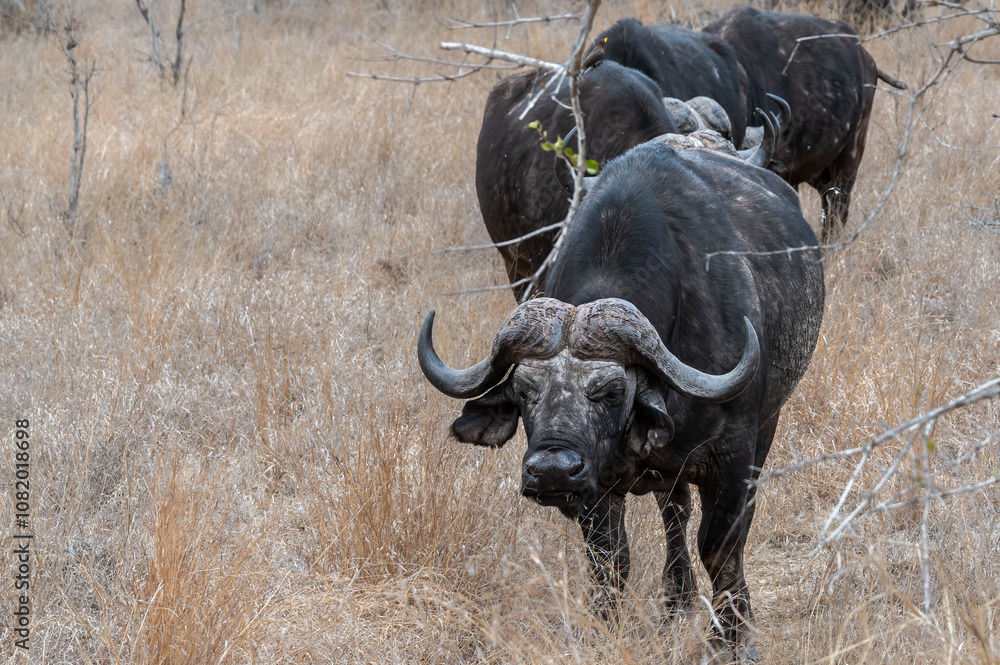 Buffalo bull leading a small herd of bachelor bulls through the bush Buffalo bull leading a small herd of bachelor bulls through the bush