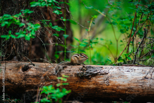 A chipmunk sits on a log in a summer forest