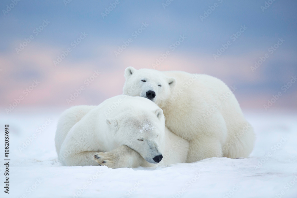 © RooM The Agency - Close-up of two polar bears curled up together sleeping in the snow, Alaska, USA
