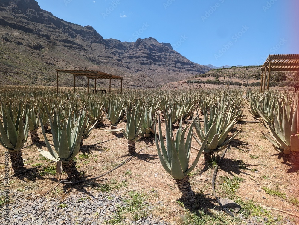 Aloe Vera