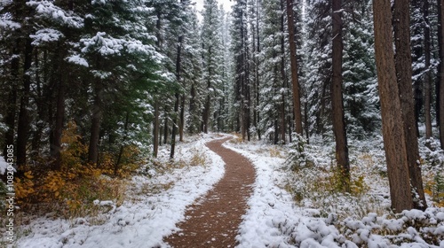 Snowy Forest Trail in Winter photo