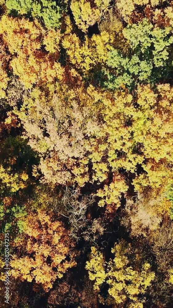 view of the tops of the trees of the autumn forest from a height. Camera motion up. Aerial view Vertical video view of the tops of the trees of the autumn forest from a height. Camera motion up. Aerial view Vertical video