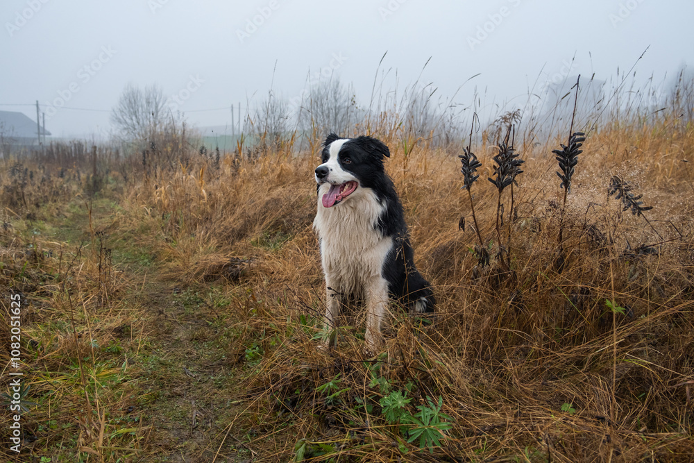 Pet activity. Cute puppy dog border collie sitting in autumn park forest outdoor. Pet dog on walking in foggy autumn fall day. Dog walking. Hello Autumn cold weather concept Pet activity. Cute puppy dog border collie sitting in autumn park forest outdoor. Pet dog on walking in foggy autumn fall day. Dog walking. Hello Autumn cold weather concept
